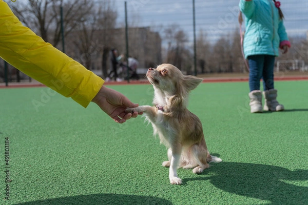 Fototapeta A dog of the Chihuahua breed gives his paw to the owner. The little animal stands on the green surface of the sports field. A five-year-old girl in the background. A family walk with a pet. Outside.