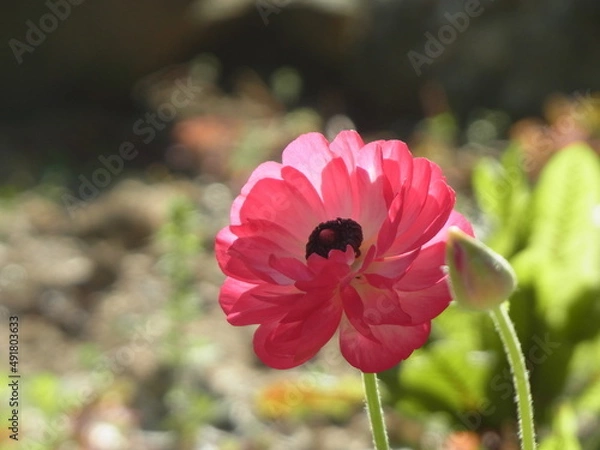 Obraz ラナンキュラス