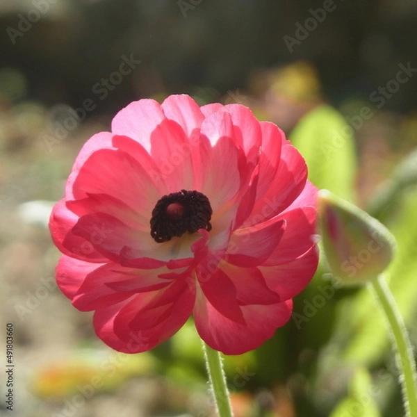 Fototapeta ラナンキュラス