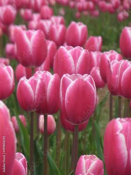 Fototapeta チューリップ
