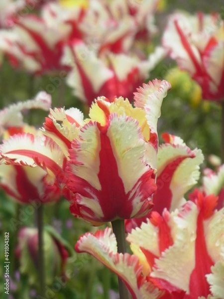 Obraz チューリップ