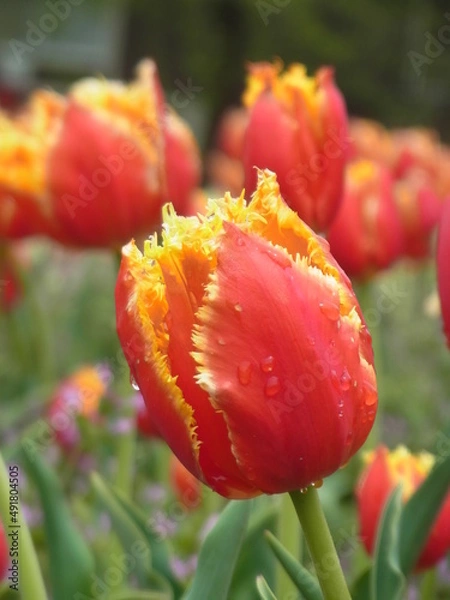 Obraz チューリップ