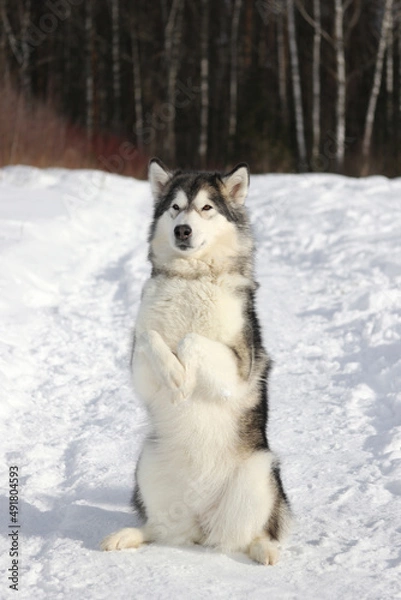 Fototapeta An adult dog of the Alaskan Malamute breed performs a command on a forest path in winter in sunny weather. Vertical photo