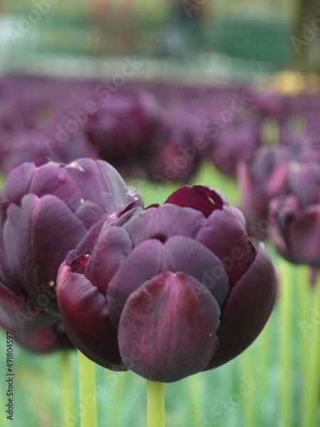 Fototapeta チューリップ