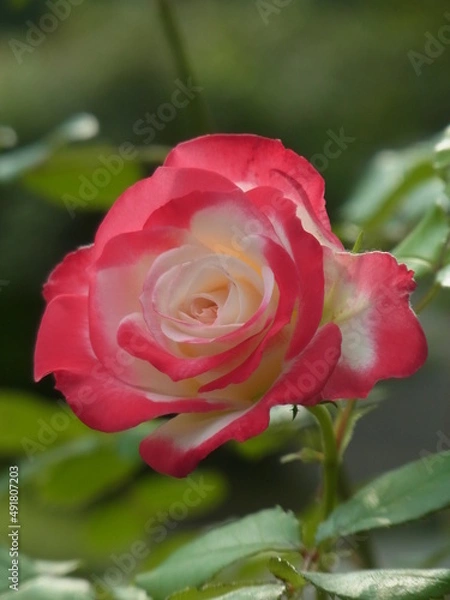 Fototapeta Exif_JPEG_PICTURE