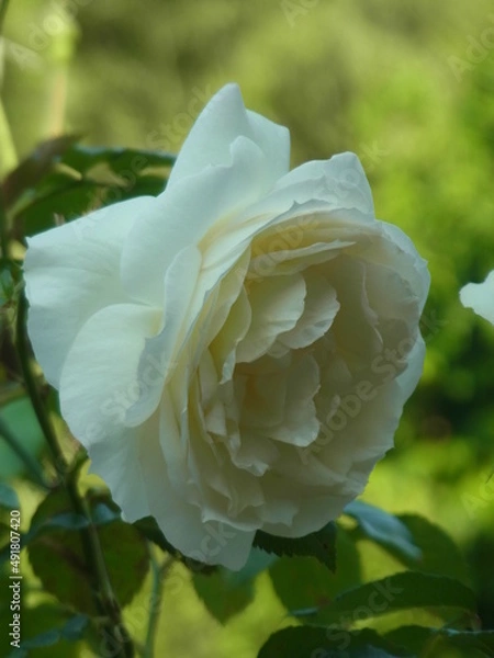 Fototapeta Exif_JPEG_PICTURE