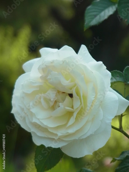 Fototapeta Exif_JPEG_PICTURE