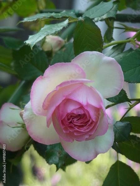 Fototapeta Exif_JPEG_PICTURE