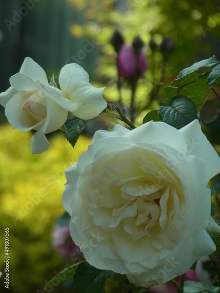 Fototapeta Exif_JPEG_PICTURE