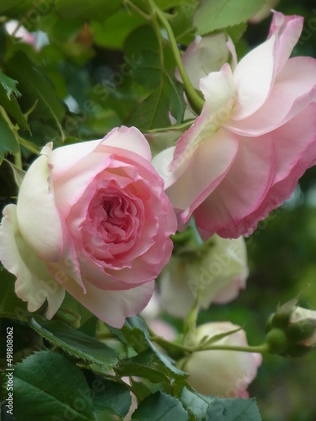 Fototapeta Exif_JPEG_PICTURE