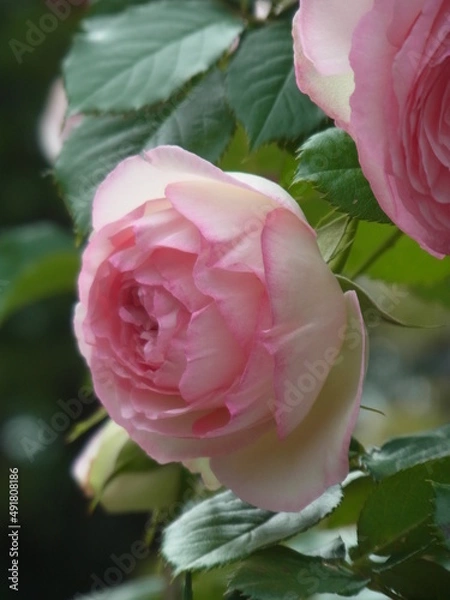 Fototapeta Exif_JPEG_PICTURE