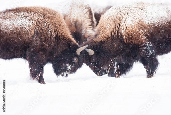 Obraz Bisons fighting