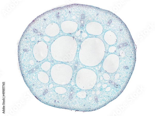 Fototapeta cross section cut slice of plant stem under the microscope – microscopic view of plant cells for botanic education