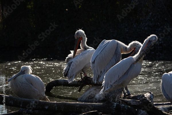 Fototapeta 4 pelican