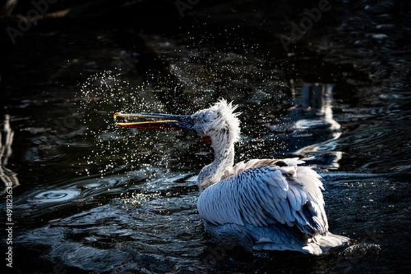 Fototapeta Pelican washes