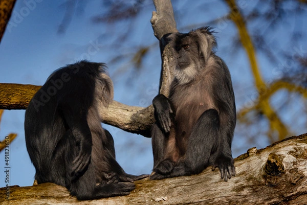 Fototapeta Hanging around
