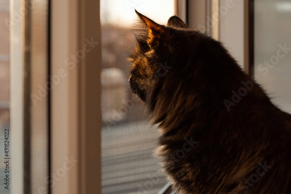 Obraz Cat looks out the window at sunset