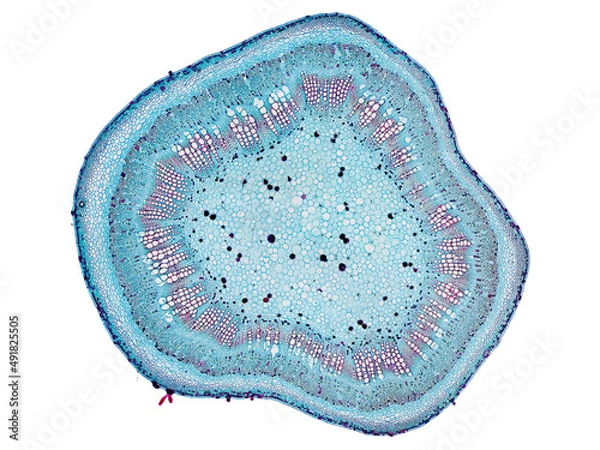 Fototapeta cross section cut slice of plant stem under the microscope – microscopic view of plant cells for botanic education