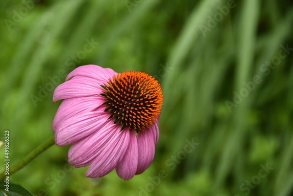 Obraz エキナセア・ブルブレ