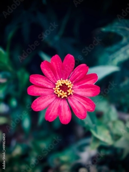 Obraz Red flower photographed in the afternoon 