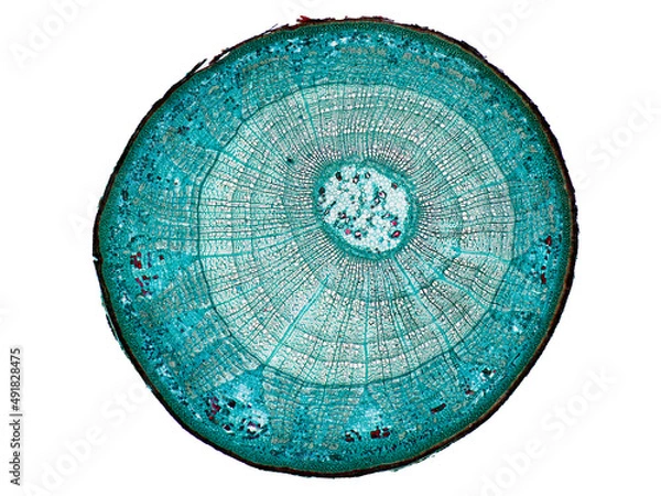 Fototapeta cross section cut slice of plant stem under the microscope – microscopic view of plant cells for botanic education
