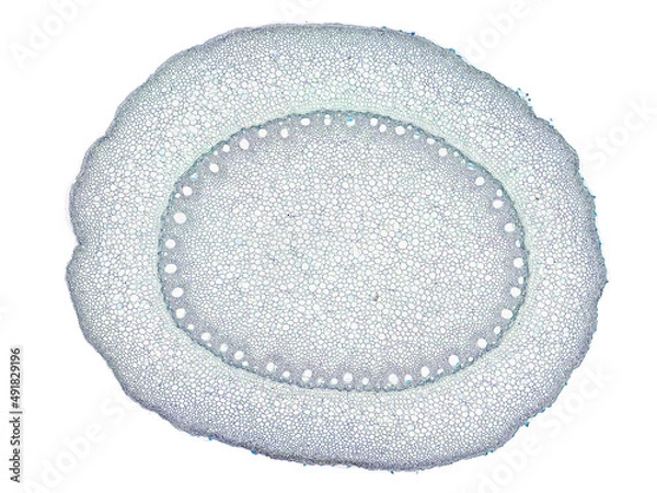 Fototapeta cross section cut slice of plant stem under the microscope – microscopic view of plant cells for botanic education