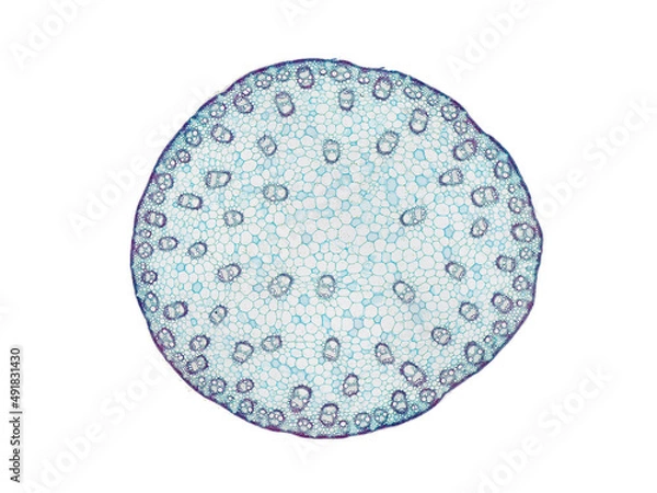 Fototapeta cross section cut slice of plant stem under the microscope – microscopic view of plant cells for botanic education