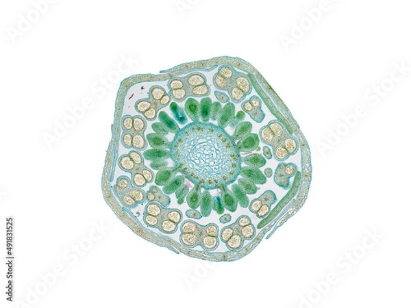 Fototapeta cross section cut slice of plant stem under the microscope – microscopic view of plant cells for botanic education