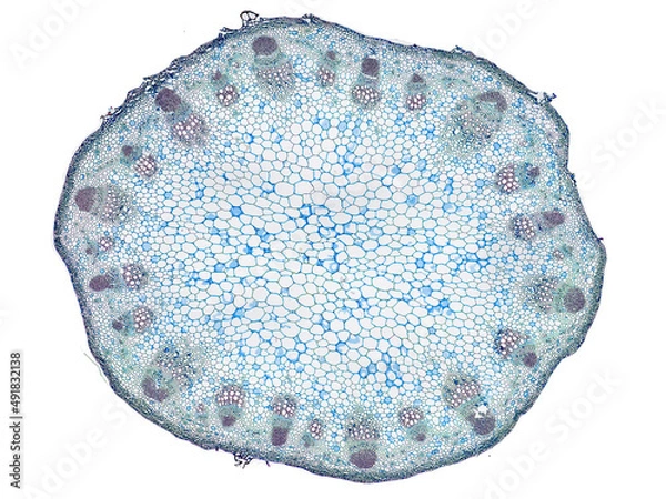 Fototapeta cross section cut slice of plant stem under the microscope – microscopic view of plant cells for botanic education