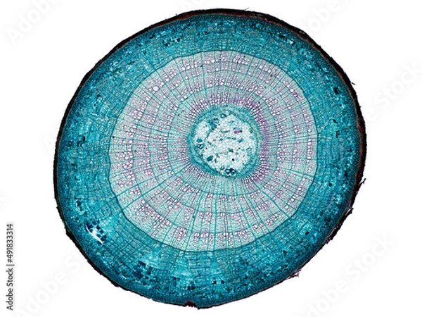 Fototapeta cross section cut slice of plant stem under the microscope – microscopic view of plant cells for botanic education