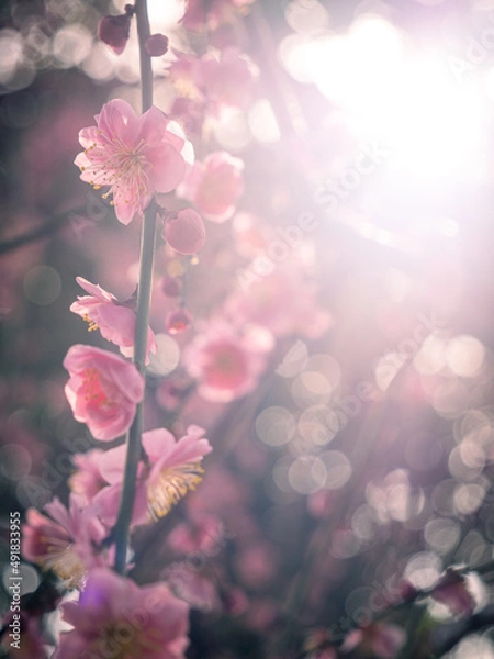 Obraz 太陽の光で美しく輝く梅の花