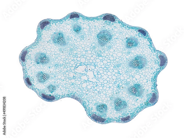 Fototapeta cross section cut slice of plant stem under the microscope – microscopic view of plant cells for botanic education