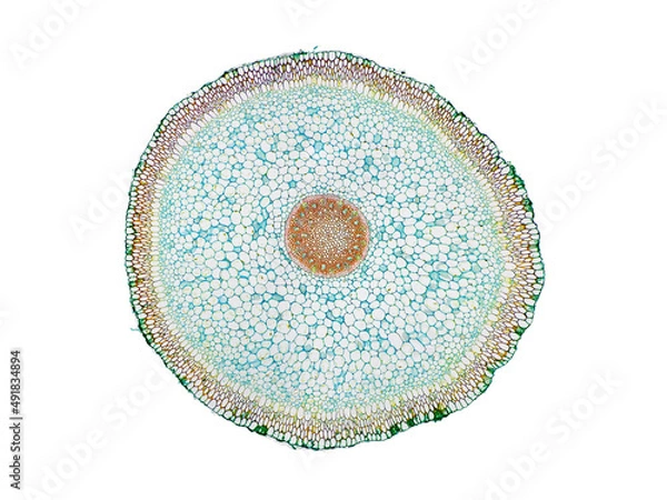 Fototapeta cross section cut slice of plant stem under the microscope – microscopic view of plant cells for botanic education