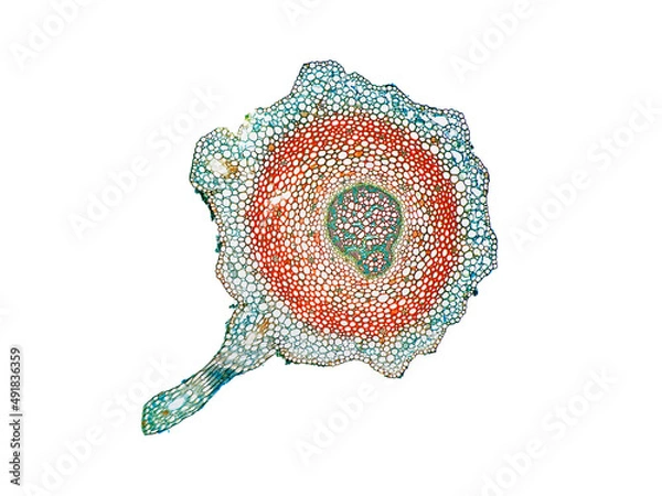 Fototapeta cross section cut slice of plant stem under the microscope – microscopic view of plant cells for botanic education