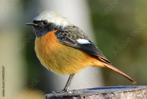 Obraz ジョウビタキ