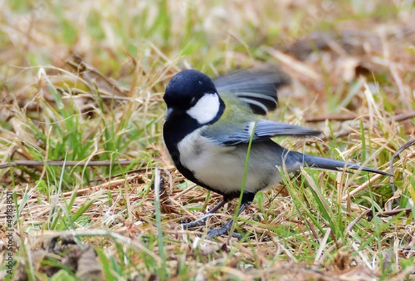 Obraz シジュウカラ