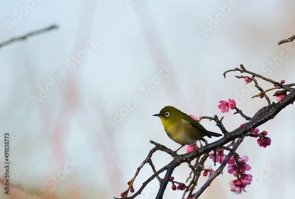 Fototapeta メジロ