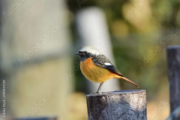 Obraz ジョウビタキ