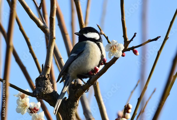 Obraz シジュウカラ