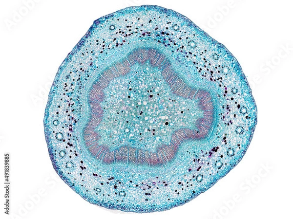 Fototapeta cross section cut slice of plant stem under the microscope – microscopic view of plant cells for botanic education