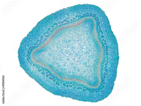 Fototapeta cross section cut slice of plant stem under the microscope – microscopic view of plant cells for botanic education