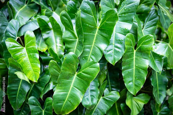 Obraz Philodendron Philodendron burle marx leaves texture