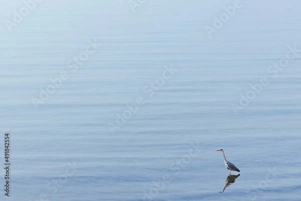 Fototapeta 海にいる鳥