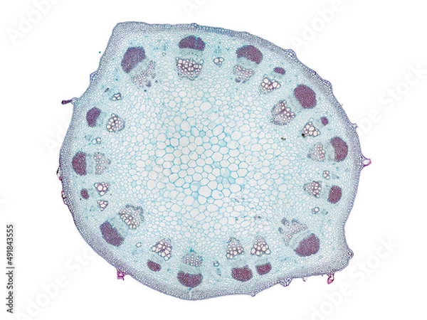 Fototapeta cross section cut slice of plant stem under the microscope – microscopic view of plant cells for botanic education