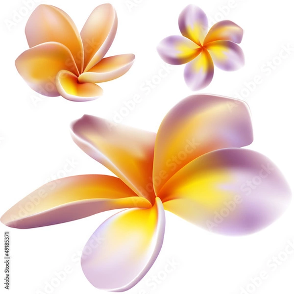 Obraz Frangipani flowers