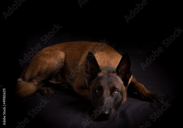 Obraz malinois dog