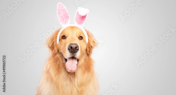 Fototapeta Happy Golden retriever dog bunny dressed ears rabbit easter holiday on white gray background isolated