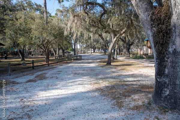 Obraz trees in the park