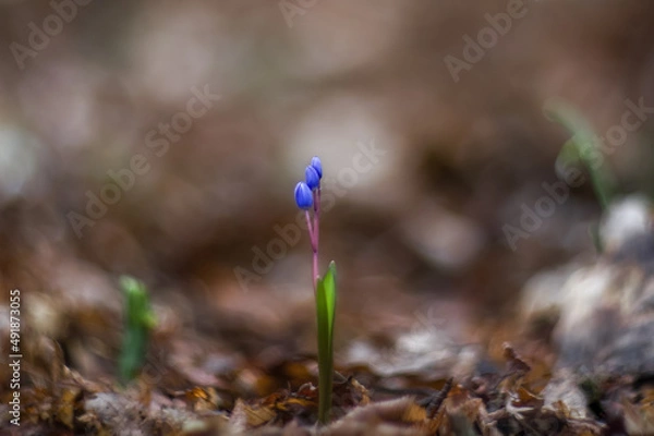 Obraz Scilla is a blue spring flower. Scilla blooms in early spring in the forest. Blue flower in sunlight close-up on blurry background, macro.