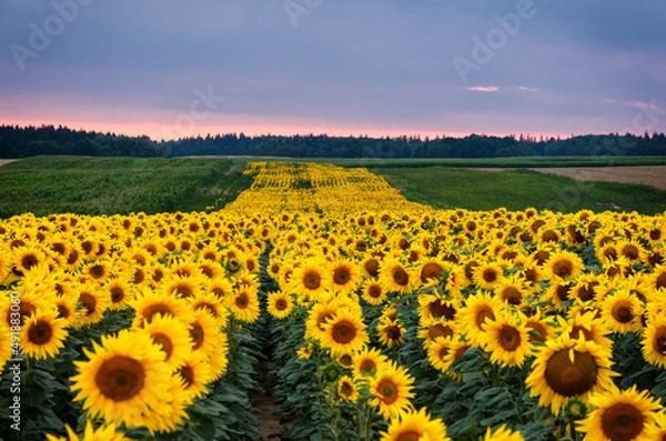 Obraz sunflower field with sky and clouds  soft focus in the foreground